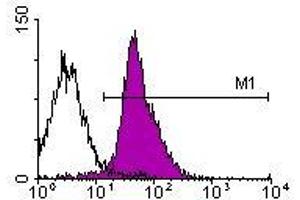 Image no. 1 for anti-Integrin alpha-L (ITGAL) antibody (Biotin) (ABIN135126) (ITGAL anticorps  (Biotin))