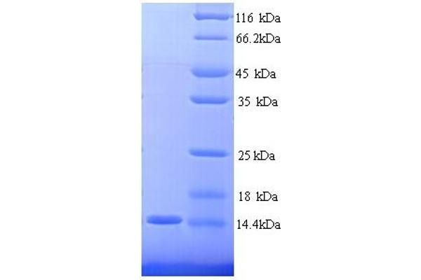 CEACAM4 Protein (AA 36-155, partial) (His tag)