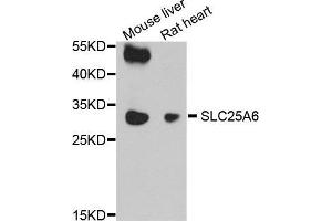 Western Blotting (WB) image for anti-Solute Carrier Family 25 (Mitochondrial Carrier, Adenine Nucleotide Translocator), Member 6 (SLC25A6) (AA 1-298) antibody (ABIN1682768) (SLC25A6 anticorps  (AA 1-298))