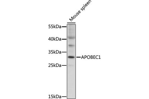 APOBEC1 anticorps  (AA 1-80)