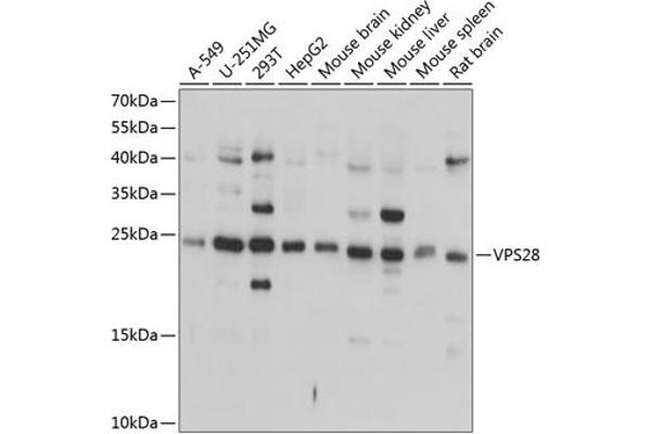 VPS28 anticorps  (AA 1-221)