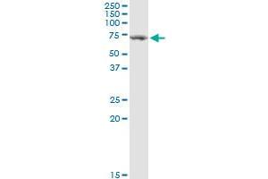 TGFBI MaxPab rabbit polyclonal antibody. (TGFBI anticorps  (AA 1-683))