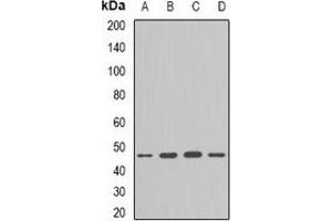 Western blot analysis of Flotillin-1 expression in HepG2 (A), Hela (B), mouse lung (C), mouse brain (D) whole cell lysates. (Flotillin 1 anticorps)