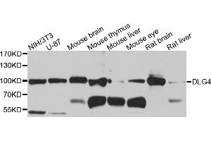 Western blot analysis of extracts of various cell lines, using DLG4 antibody. (DLG4 anticorps)