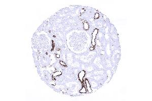 kidney cortex (Recombinant Cytokeratin 7 anticorps  (AA 1-100))