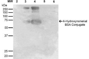 Western Blot analysis of 4-hydroxy-nonenal-BSA Conjugate showing detection of 67 kDa 4-hydroxy-nonenal-BSA using Mouse Anti-4-hydroxy-nonenal Monoclonal Antibody, Clone 12F7 . (HNE anticorps  (PE))