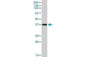 LFNG MaxPab rabbit polyclonal antibody. (LFNG anticorps  (AA 1-250))