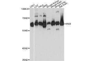 Western blot analysis of extracts of various cell lines, using PKM antibody. (PKM anticorps)