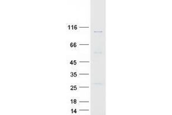 TUBGCP3 Protein (Myc-DYKDDDDK Tag)