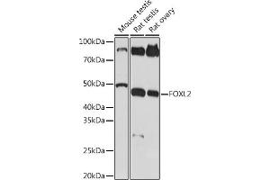 Western blot analysis of extracts of various cell lines, using FOXL2 Rabbit mAb (ABIN1682615, ABIN7101527, ABIN7101528 and ABIN7101529) at 1:1000 dilution. (FOXL2 anticorps)