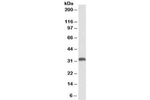 Western blot testing of human liver lysate with HO-1 antibody at 0. (HMOX1 anticorps)