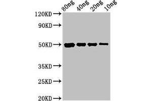 Western Blot Positive WB detected in Recombinant protein All lanes: cysP antibody at 3 μg/mL Secondary Goat polyclonal to rabbit IgG at 1/50000 dilution Predicted band size: 50 kDa Observed band size: 50 kDa (CysP (AA 26-338) anticorps)