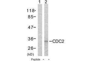 Image no. 1 for anti-Cyclin-Dependent Kinase 1 (CDK1) (Thr161) antibody (ABIN197353) (CDK1 anticorps  (Thr161))