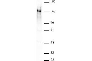 Ubn1 antibody (pAb) tested by Western blot. (Ubinuclein 1 anticorps  (AA 1-345))