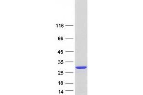 RAB4B Protein (Myc-DYKDDDDK Tag)