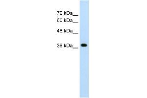 WB Suggested Anti-LONRF1 Antibody Titration:  2. (LONRF1 anticorps  (N-Term))