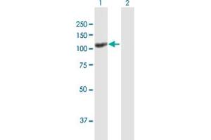 Western Blot analysis of UNC13D expression in transfected 293T cell line by UNC13D MaxPab polyclonal antibody. (UNC13D anticorps  (AA 1-1090))