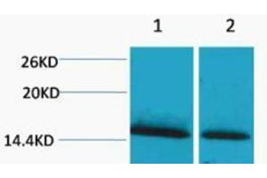 Western Blotting (WB) image for anti-Histone H1 (meLys25) antibody (ABIN3178811) (Histone H1 anticorps  (meLys25))