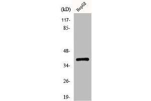 Western Blot analysis of HepG2 cells using CCRL1 Polyclonal Antibody (CCRL1 anticorps  (C-Term))