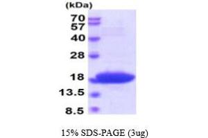 SDS-PAGE (SDS) image for DnaK (AA 508-638) protein (ABIN666807) (DnaK (AA 508-638) Protéine)