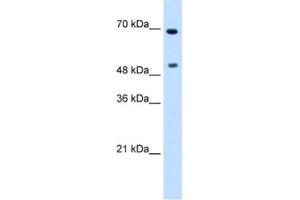 Western Blotting (WB) image for anti-Myc Proto-Oncogene protein (MYC) antibody (ABIN2460542) (c-MYC anticorps)