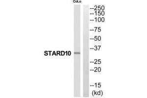 Western blot analysis of extracts from COLO205 cells, using STARD10 antibody. (STAR anticorps  (N-Term))