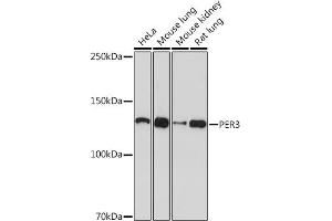 Western blot analysis of extracts of various cell lines, using PER3 Rabbit mAb (ABIN7269225) at 1:1000 dilution. (PER3 anticorps)