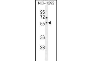 Western blot analysis in NCI-H292 cell line lysates (35ug/lane). (Adenosine A2a Receptor anticorps  (AA 273-301))