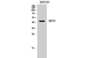 Western Blotting (WB) image for anti-Sirtuin 2 (SIRT2) (C-Term) antibody (ABIN3177419) (SIRT2 anticorps  (C-Term))