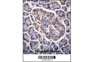 GPD2 Antibody immunohistochemistry analysis in formalin fixed and paraffin embedded human pancreas tissue followed by peroxidase conjugation of the secondary antibody and DAB staining. (GPD2 anticorps  (C-Term))