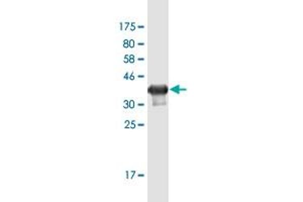 DLGAP1 anticorps  (AA 1-100)