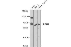 Western blot analysis of extracts of various cell lines, using ZNF350 antibody  at 1:1000 dilution. (ZNF350 anticorps  (AA 233-532))