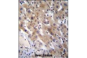 FGL1 Antibody (C-term) (ABIN656576 and ABIN2845837) immunohistochemistry analysis in formalin fixed and paraffin embedded human liver tissue followed by peroxidase conjugation of the secondary antibody and DAB staining. (FGL1 anticorps  (C-Term))