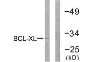 Western Blotting (WB) image for anti-BCL2-Like 1 (BCL2L1) (AA 13-62) antibody (ABIN2888760) (BCL2L1 anticorps  (AA 13-62))