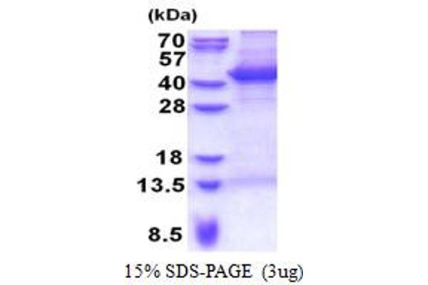 MOAP1 Protein (AA 1-351) (His tag)