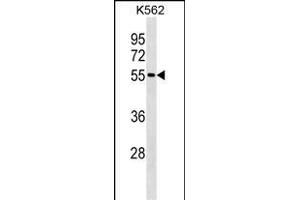 ESR2 Antibody (ABIN1539970 and ABIN2843879) western blot analysis in K562 cell line lysates (35 μg/lane). (ESR2 anticorps  (AA 369-397))
