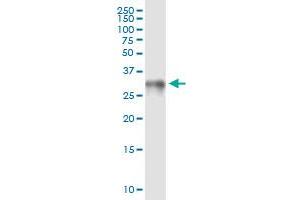 Immunoprecipitation of HMGB1 transfected lysate using rabbit polyclonal anti-HMGB1 and Protein A Magnetic Bead (HMGB1 (Humain) IP-WB Antibody Pair)