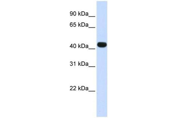 HS3ST3B1 anticorps