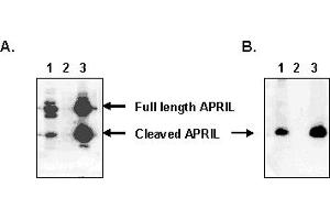 Detection of endogenous human APRIL with MAb to APRIL (human) (Aprily-5) . (TNFSF13 anticorps  (AA 93-233) (Biotin))