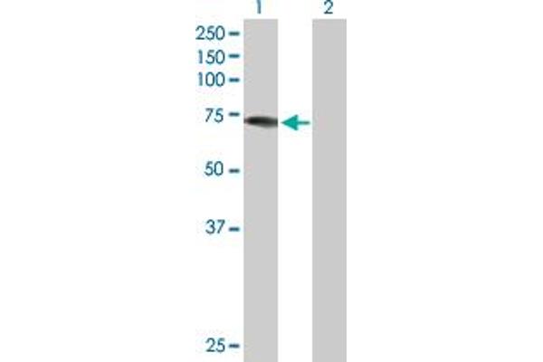 DDX43 anticorps  (AA 1-648)