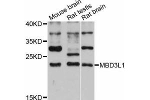 Western blot analysis of extracts of various cell lines, using MBD3L1 antibody (ABIN5998190) at 1:3000 dilution. (MBD3L1 anticorps)