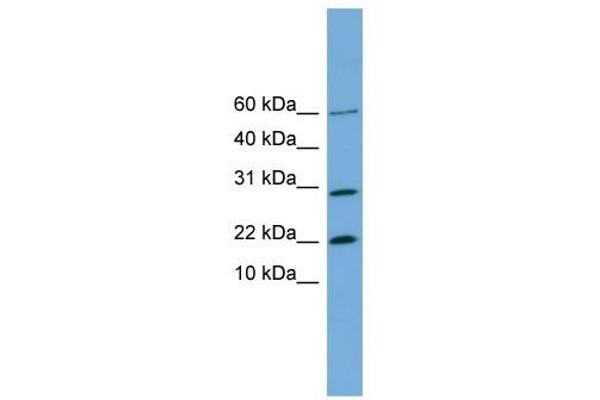 Proline Rich 13 anticorps  (N-Term)