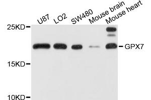 Western blot analysis of extracts of various cell lines, using GPX7 antibody (ABIN5972078) at 1/1000 dilution. (Glutathione Peroxidase 7 anticorps)