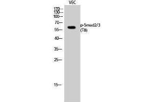 Western Blotting (WB) image for anti-Smad2/3 Transcription Factor (SMAD2/3) (pThr8) antibody (ABIN3182259) (Smad2/3 anticorps  (pThr8))