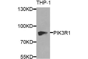 Western blot analysis of extracts of THP-1 cells, using PIK3R1 antibody. (PIK3R1 anticorps)