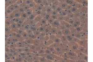 IHC-P analysis of Mouse Liver Tissue, with DAB staining. (MIB2 anticorps  (AA 546-784))