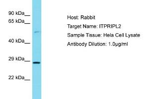 Host: Rabbit Target Name: ITPRIPL2 Sample Tissue: Human Hela Whole Cell Antibody Dilution: 1ug/ml (ITPRIPL2 anticorps  (C-Term))