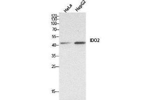 Western Blot (WB) analysis of HeLa, HepG2 cells using INDOL1 Polyclonal Antibody. (IDO2 anticorps  (Internal Region))