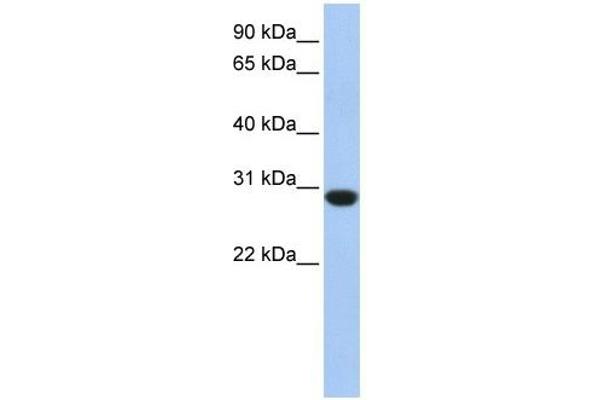 ASB12 anticorps  (C-Term)