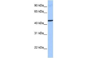 GBP4 antibody used at 1 ug/ml to detect target protein. (GBP4 anticorps  (Middle Region))